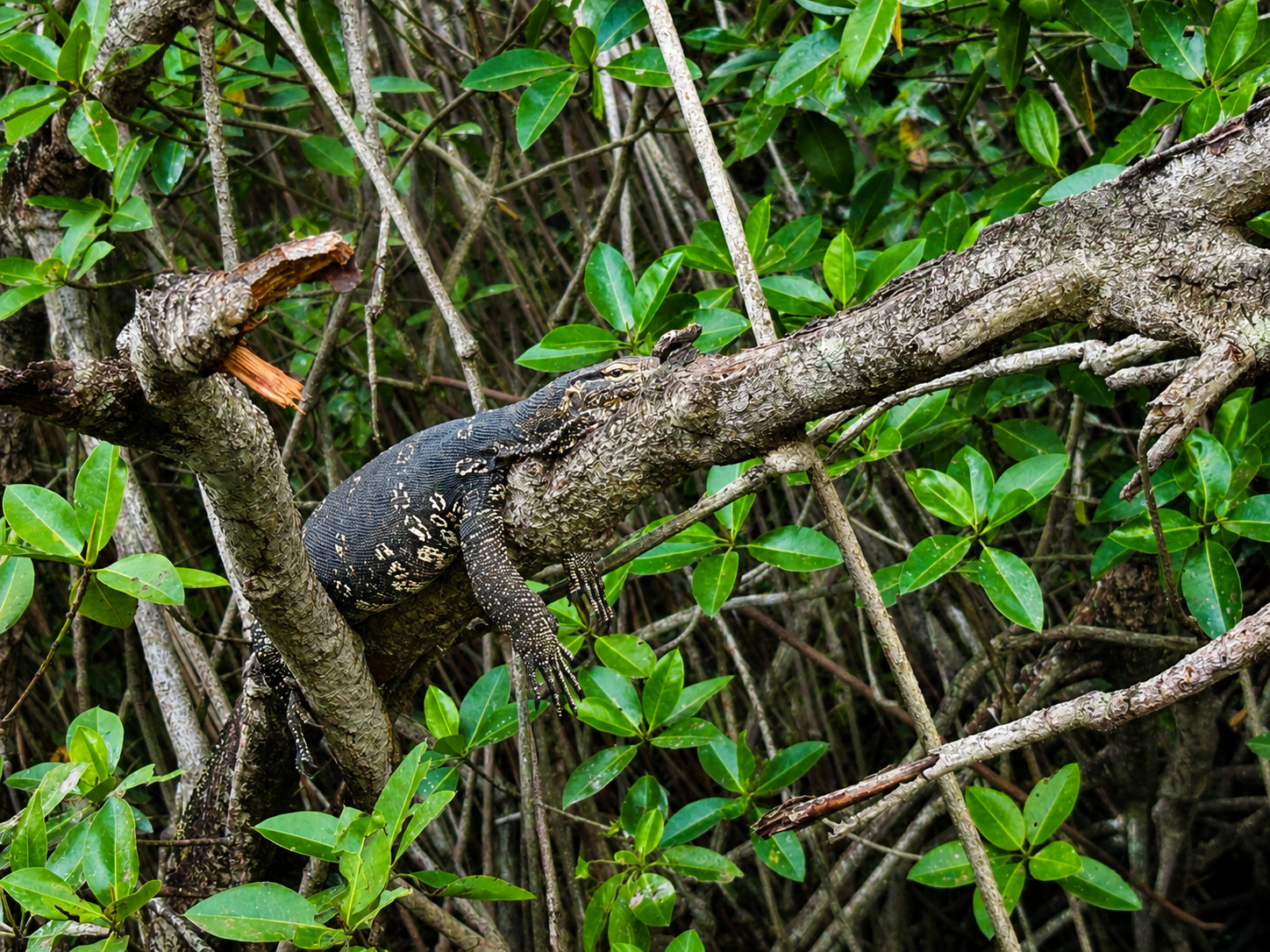 Prasa Boat Safari - Negombo Marine Voyage